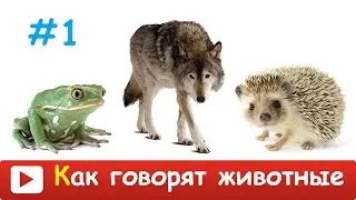 ►КАК ГОВОРЯТ ЖИВОТНЫЕ? Голоса и звуки диких животных. Учим животных и их голоса. Дикие животные