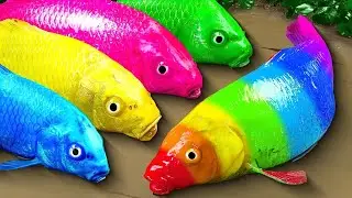 Stop Motion Colorful Fish | Mukbang tiny crab, golden egg, spotted fish - rainbow catfish