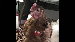 gangsta chicken #edit #fypシ #gangsta #fyp #viral #viralvideo #shorts