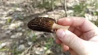 Грибы в апреле вёдрами / Mushrooms in April in buckets