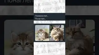 Мемы и лютые приколы 