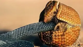 Животного Боятся Все Змеи, и Вот Почему