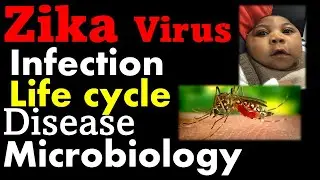 Zika virus infection and replication cycle