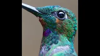 Интересные факты о колибри(Interesting facts about hummingbirds).