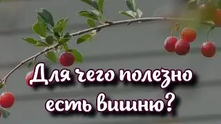 Для чего полезно есть вишню: как простая ягода улучшает сон