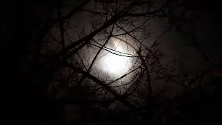 || Full moon rising in a dark scary forest Halloween screensaver || full moon night spooky woods ||