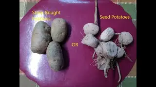 Can You Plant Store Bought Potatoes That Have Sprouted