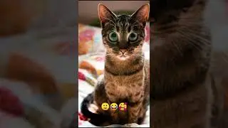 Милые коты #10 