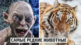 Самые редкие животные в Мире