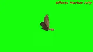 Green Screen Bird Effect | bird effect | Green Screen | Majeed Technical