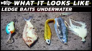 Ledge Baits for Bass Fishing | What They Look Like Underwater