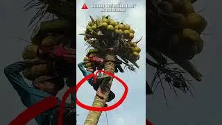 Cutting a  Coconut Tree without Safety Equipment #treefelling #chainsawman #arborist #logging