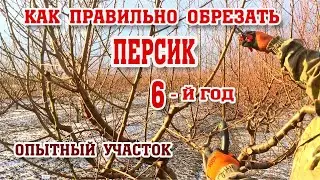 Правильная ОБРЕЗКА ПЕРСИКА / 6-год после посадки/опытный участок