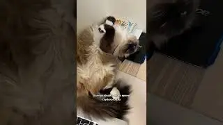 Почему нельзя будить кошку, которая крепко спит