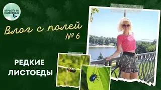 Влог с полей №6: редкие листоеды / Насекомые Беларуси