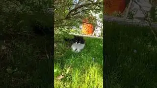 Маленький пушистик котик Кузя 
