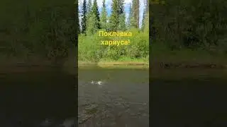 Рыбалка на лесной речке!