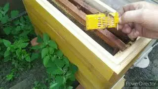 Не принимают матку..трутовка (продолжение)