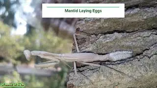 Mantid Laying Eggs in the Bark of Tree | Insects of Pakistan |