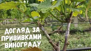 Догляд за прищепленними або жируючими кущами винограду