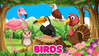 Birds for kids | Bird Song | Bird sounds | Learn birds