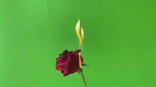 Green screen 4K The Burning Rose video free download non copyright