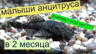 Анциструсы Разведение Уход за мальком