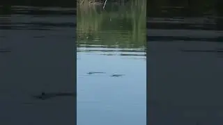 Карась на ківок в спеку🥵