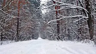 Winter storm atmosphere with snowfall sounds in the forest. Background sounds for sleeping, relax