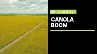 Near-record prices for canola | Landline