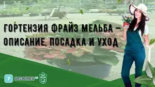 Гортензия Фрайз Мельба — описание, посадка и уход