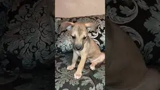 Это я, маленький пирожочек... 🤣 #shorts #puppy #cutedog #dog