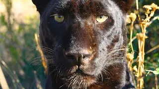 Black Leopard Walk - Extra Scenes | The Lion Whisperer