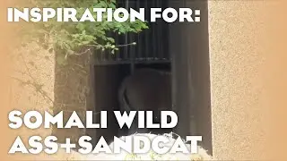 One of each: Sand Cat & Wild Ass (Planet Zoo: Arid Animal Pack Inspiration)