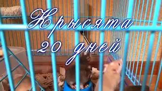 Крысята 20 день/Rat 20 days