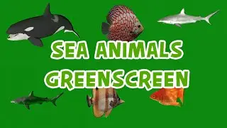 Sea Animals greenscreen