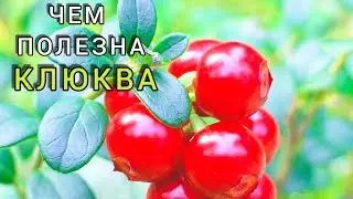 Чем полезна КЛЮКВА и сколько  её можно есть в день?