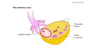 174repro1oestrouscycle ovary2