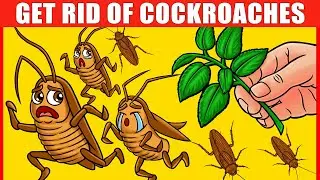 14 Natural Methods to Get Rid of Cockroaches Immediately (Based on Science)