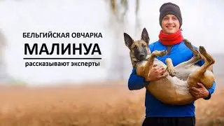 Бельгийская овчарка МАЛИНУА. О породе рассказывают эксперты