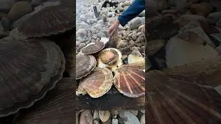 У нас бесплатные деликатесы в море живут Русский остров