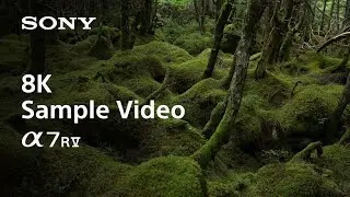 8K Sample Video | Alpha 7R V | Sony | α