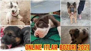 Online itlar bozori 🦮 | 17.05.21