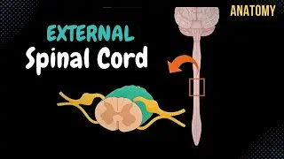 External Spinal Cord (Surface, Segments, Spinal Nerve, Enlargements, Reflex Arch) - Anatomy