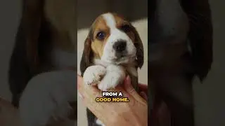 Select the Best Beagle Puppy from the Litter! 