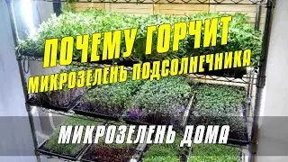 Почему горчит Микрозелень подсолнечника. Курс по выращиванию микрозелени подсолнечника от А до Я
