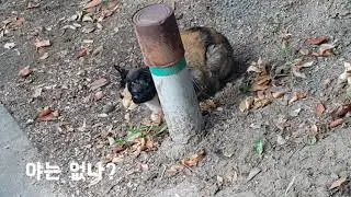 고양이 풀 뜯어 먹고 야옹~비둘기 먹이 먹고 구구구