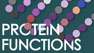 Protein functions in the human body