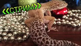 ВЕЧЕРНИЙ СТРИМ С ЭКЗОТИЧЕСКИМИ ЖИВОТНЫМИ