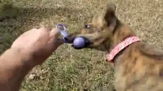 Pippa plays tug of war. (9w,1d)